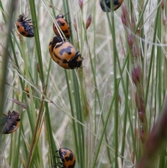Coccinella transversalis at Ballyroe, NSW - suppressed