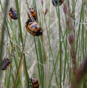 Coccinella transversalis at Ballyroe, NSW - suppressed