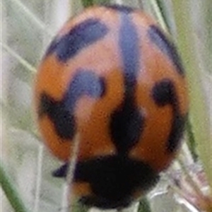 Coccinella transversalis at Ballyroe, NSW - suppressed