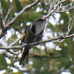 Phylidonyris pyrrhopterus at Southwest, TAS - 30 Sep 2015 01:10 PM