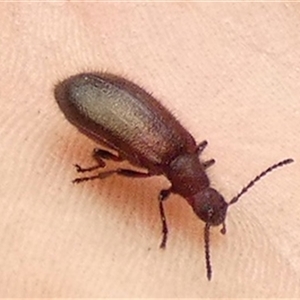 Ecnolagria grandis at Ballyroe, NSW - suppressed