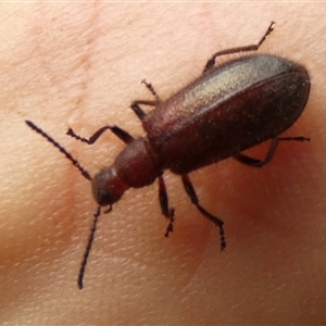 Ecnolagria grandis at Ballyroe, NSW - suppressed