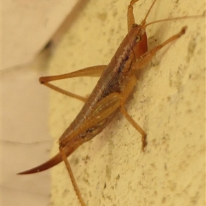 Coptaspis brevipennis at Braemar, NSW - 25 Mar 2025 02:12 PM
