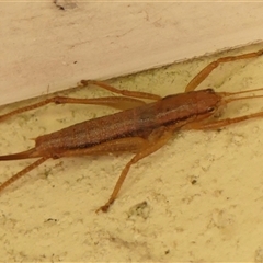 Coptaspis brevipennis at Braemar, NSW - 25 Mar 2025 02:12 PM