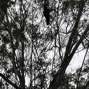 Calyptorhynchus lathami lathami at Laguna, NSW - 27 Mar 2025 09:55 AM