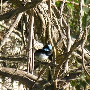 Malurus cyaneus at Bolivia, NSW - suppressed