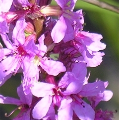 Lythrum salicaria at Bolivia, NSW - suppressed