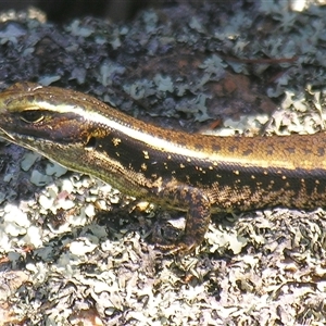 Eulamprus quoyii at Bolivia, NSW - suppressed