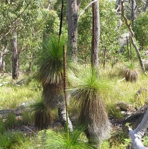 Xanthorrhoea johnsonii at Bolivia, NSW - suppressed