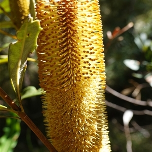 Banksia paludosa subsp. paludosa at Robertson, NSW - 17 Mar 2025 11:02 AM