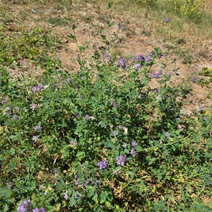 Medicago sativa at Yarralumla, ACT - 26 Mar 2025 01:39 PM