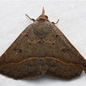 Hymeninae sp, (2) (MoV) at Bulli, NSW - 20 Mar 2025 10:23 PM