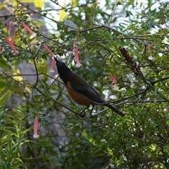 Acanthorhynchus tenuirostris at Robertson, NSW - 17 Mar 2025 11:14 AM