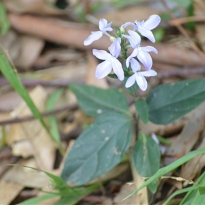 Pseuderanthemum variabile at Kiama, NSW - 27 Mar 2025 03:48 PM
