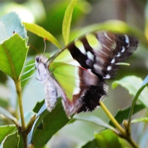 Graphium macleayanum at Kiama, NSW - 27 Mar 2025 03:49 PM