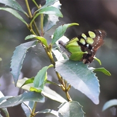 Graphium macleayanum at Kiama, NSW - 27 Mar 2025 03:49 PM