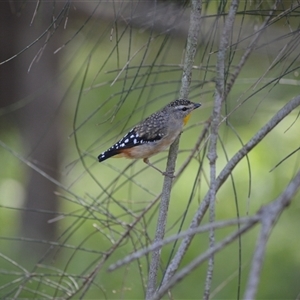Pardalotus punctatus at Kiama, NSW - 27 Mar 2025 03:53 PM