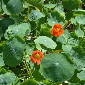 Tropaeolum majus at Kiama, NSW - 27 Mar 2025 03:54 PM