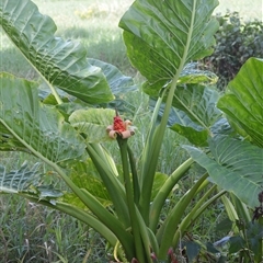 Alocasia brisbanensis at Kiama, NSW - 27 Mar 2025 03:55 PM