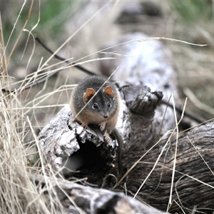 Antechinus flavipes at Springdale Heights, NSW - suppressed