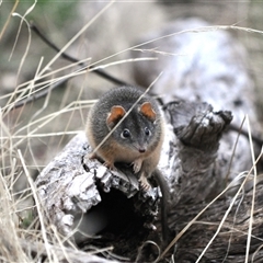 Antechinus flavipes at Springdale Heights, NSW - suppressed