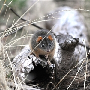 Antechinus flavipes at Springdale Heights, NSW - suppressed