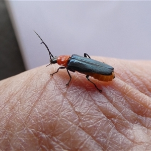 Chauliognathus tricolor at Ballyroe, NSW - 10 Mar 2020 04:49 AM