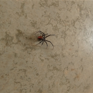 Latrodectus hasselti at Ballyroe, NSW - 16 Jan 2020 07:42 AM