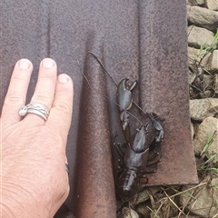 Cherax destructor at Shark Creek, NSW - 26 Mar 2025 08:16 AM