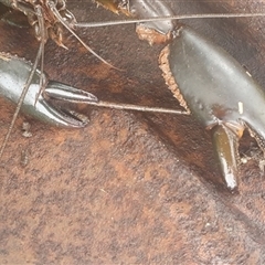 Cherax destructor at Shark Creek, NSW - 26 Mar 2025 08:16 AM