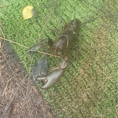 Cherax destructor at Shark Creek, NSW - 26 Mar 2025 08:16 AM