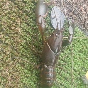 Cherax destructor at Shark Creek, NSW - 26 Mar 2025 08:16 AM