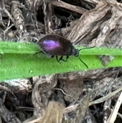 Lagriinae sp. (Subfamily) at Kangaroo Valley, NSW - suppressed