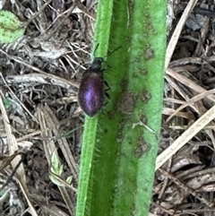 Lagriinae sp. (Subfamily) at Kangaroo Valley, NSW - suppressed