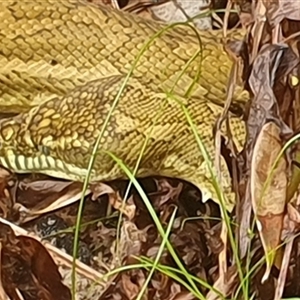 Morelia spilota mcdowelli at Wooli, NSW - 26 Mar 2025 01:42 PM