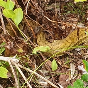 Morelia spilota mcdowelli at Wooli, NSW - 26 Mar 2025 01:42 PM
