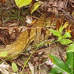 Morelia spilota mcdowelli at Wooli, NSW - 26 Mar 2025 01:42 PM