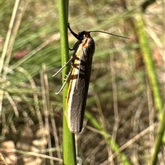Palaeosia bicosta at Tharwa, ACT - 25 Mar 2025 04:00 PM