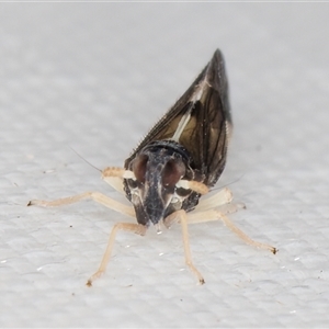 Sardia rostrata at Melba, ACT - 25 Mar 2025 11:29 PM