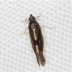 Sardia rostrata at Melba, ACT - 25 Mar 2025 11:29 PM