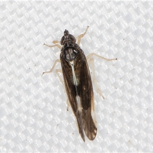 Sardia rostrata at Melba, ACT - 25 Mar 2025 11:29 PM