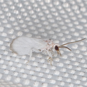 Coniopterygidae (family) at Melba, ACT - 25 Mar 2025 11:16 PM