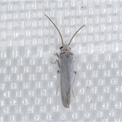 Coniopterygidae (family) at Melba, ACT - 25 Mar 2025 11:16 PM