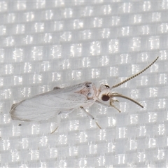 Coniopterygidae (family) at Melba, ACT - 25 Mar 2025 11:16 PM