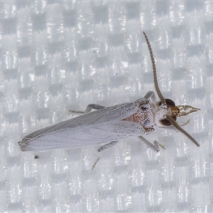 Coniopterygidae (family) at Melba, ACT - 25 Mar 2025 11:16 PM