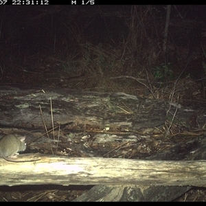 Rattus fuscipes at Shannondale, NSW - 7 Nov 2024 10:31 PM
