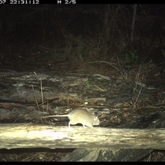Rattus fuscipes at Shannondale, NSW - 7 Nov 2024 10:31 PM