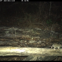 Rattus fuscipes at Shannondale, NSW - 7 Nov 2024 10:31 PM