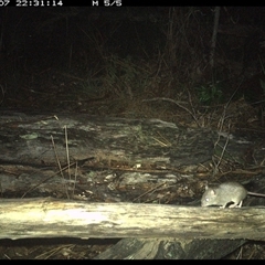 Rattus fuscipes at Shannondale, NSW - 7 Nov 2024 10:31 PM