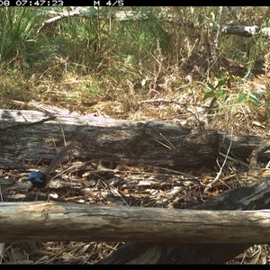 Malurus lamberti at Shannondale, NSW - 8 Nov 2024 07:47 AM